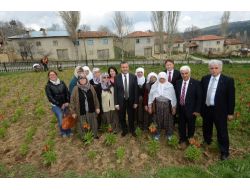 Ters Lale Ekonomiye Kazandırılacak