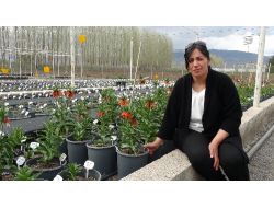 Ters Lale Türleri Erzincan’da Islah Ediliyor