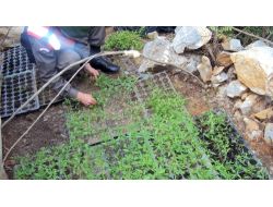 Ormanlık Alanda Hint Keneviri Serası