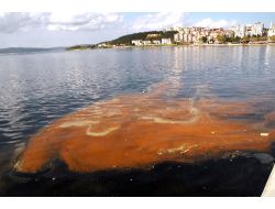 Çanakkale'de Kanalizasyon Atığı Denizi Sarıya Boyadı