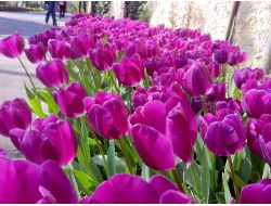 İSTANBUL'DA BAHAR RENKLİLİĞİ