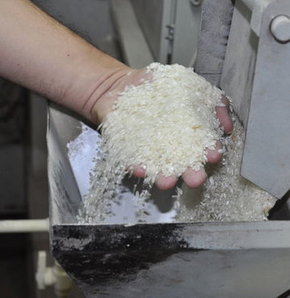 GDO'lu PİRİNÇ TARTIŞMASI