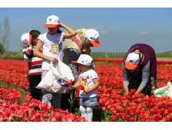 İstanbul’un Lalelerini Seymenliler Yetiştiriyor