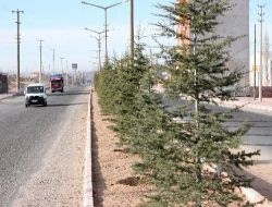 Niğde Belediyesi, Ağaç Dikim Çalışmalarına Hız Verdi