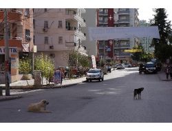 Adana'da Başıboş Köpek Endişesi