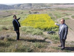 Yem Pahalandı, Mühendisler Yemlik Kolzayı Keşfetti