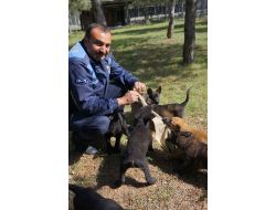 Emniyet, 'Vatana, Millete Faydalı' Köpek Arıyor