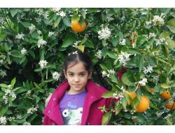 Baharla Gelen Portakal Çiçekleri, Kartpostallık Görüntüler Oluşturdu