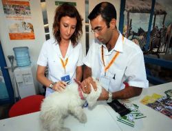 İzmir'de İki Yılda Bir 265 Sokak Köpeği Yuvaya Kavuştu