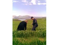 Yetkililer Çiftçileri Buğday Pas Hastalığına Karşı Uyardı