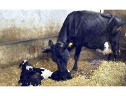 Üçüz Buzağılar Görenleri Hayrete Düşürüyor.