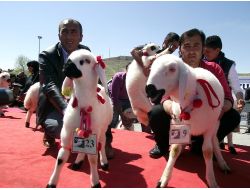 En Güzel Kuzu Cumhuriyet Altını Kazandırdı