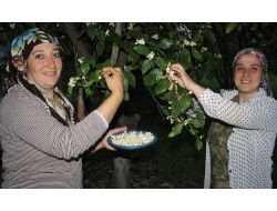 Portakal Çiçeğinden Yapılan Kolyeler Evleri Süslüyor