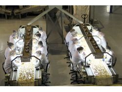 Ttb, Fındık Seçme Elemanı Yetiştirecek