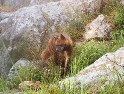Çizgili Sırtlan Şanlıurfa’da Görüntülendi
