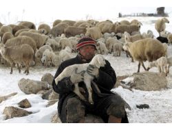 Sertifikalı Çobanlık İçin İlk Eğitim Ardahan'da(özel)