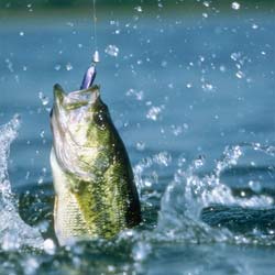 Balık sezonu kapanıyor!