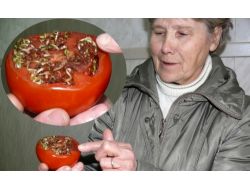 Rusya'da Türk Domatesinin İçinden "Filizlenmiş Bitki Çıktı" İddiası