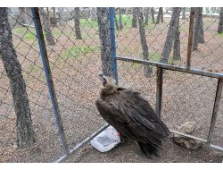 Çorum'da 3 Metre Boyunda 13 Kilo Ağırlığındaki Kara Akbaba Bulundu