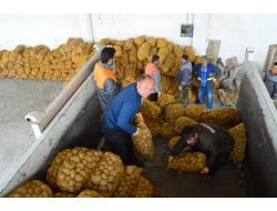 Kocasinan Belediyesi İhtiyaç Sahiplerine Patates Dağıttı