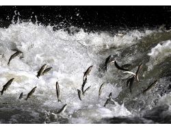 Van Gölü'nde 2 Milyar İnci Kefali Üremek İçin Akarsulara Akın Etti