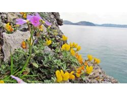 DİLEK YARIMADASI RENGARENK