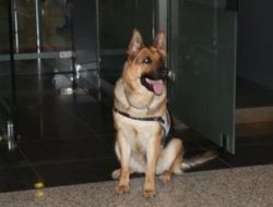 2009'da İstanbul'daki Operasyonlarda  5 TON Eroin   Ele Geçirildi!!