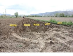 Patates Üretiminin Yaygınlaşması İçin Çalışma Başlatıldı