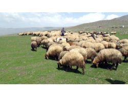 Bitlis’te Yayla Dönemi Başladı