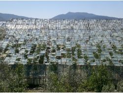 Dolu, Seralarda Sağlam Cam Bırakmadı