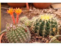 Kaktüs Severler İstanbul'da Buluşuyor