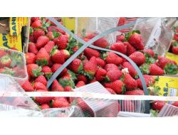 Rusya, 18 Ton Çileği Geri Çevirdi