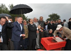 Buğdayları Süneden Keklikler Koruyacak