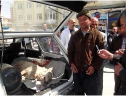 Karapınar’da Aç Kurtlar Koyunlara Saldırdı