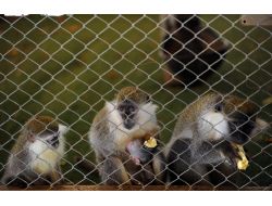 Antalya Hayvanat Bahçesi’nde Yavru Sevinci Yaşanıyor