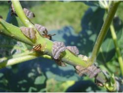 Doğu Karadeniz’in Tehlikeli Böcek Türü Yok Edilmeye Çalışılacak
