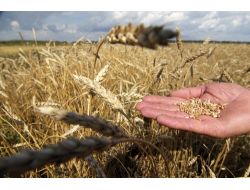 Rusya Bu Yıl Rekor Hasat Bekliyor