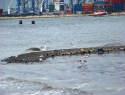Marmara Denizi'nde Kırmızı Alarm: Kirlilik, Canlıların Dna'sını Bozdu