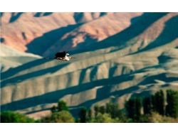 Nallıhan, 187 Kuş Türünü Barındırıyor