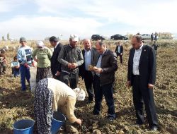 Üreticinin Elinde Kalan Patatesler 25 İlde İhtiyaç Sahiplerine Dağıtılacak