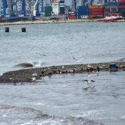 Marmara Denizi'nde  Kırmızı Alarm