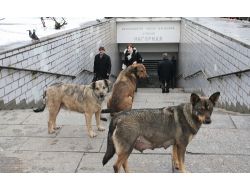 Rusya’da Olimpiyat Öncesi 2 Bin Sokak Köpeği İtlaf Edilecek