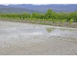 Tersakan Irmağı Taştı, Ekili Araziler Sular Altında Kaldı
