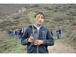 Tatvan’da Kutlu Doğum Adına 571 Ağaç Toprakla Buluştu