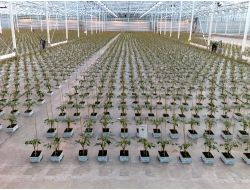 Konya Şeker Serada Yıkamadan Yenilen Domates Üretmeyi Başardı