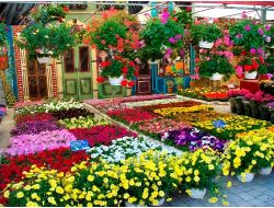 Bayındır Çiçek Festivali’ne 800 Bin Kişi Bekleniyor