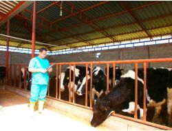 Dişi Büyükbaş Hayvanlar, Brucella Hastalığına Karşı Aşılandı