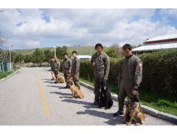Yoğun Mesai Yapan Polis Köpeklerine Psikolojik Destek Veriliyor (Özel)