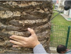 İzmir’in Palmiyelerine Enjeksiyonlu Koruma