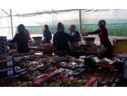 Şeftalide İlk Hasat Gerçekleşti